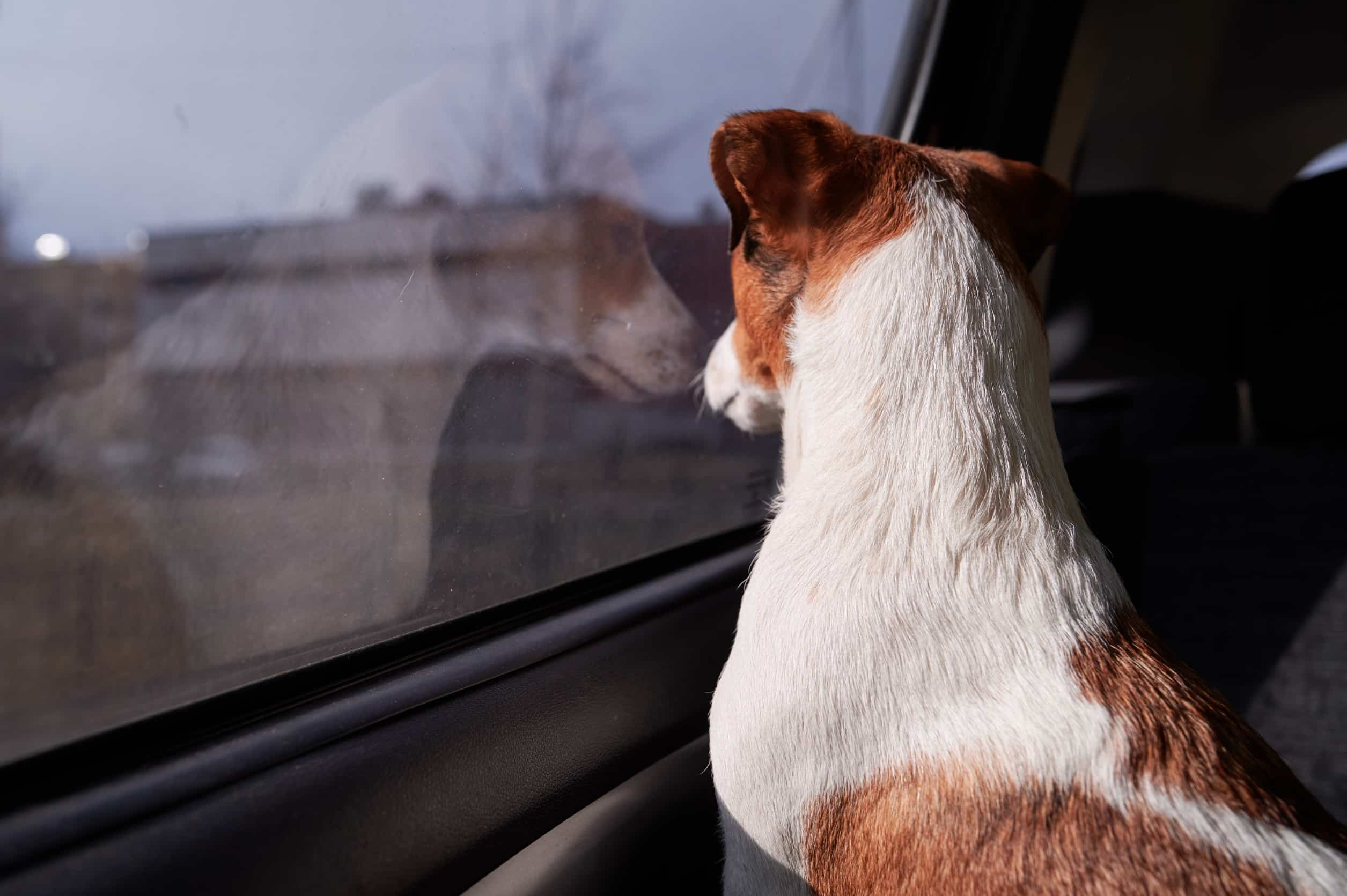 Demi Toit Panoramique Arrière – Image 7